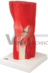 Muscled Knee Joint Model, 12 part